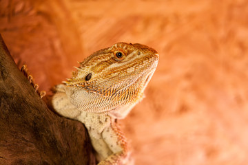 Portrait einer Bartagame - Der durchdringende Blick eines Reptils