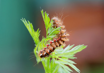 Гусеница  с рыжими щетинками и красными и белыми пятнышками.