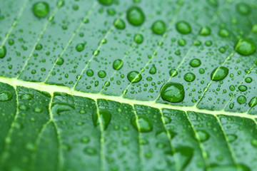 water drops on a leaf Plumeria or frangipani