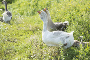 goose home family