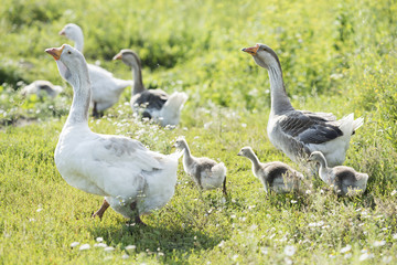 Goose home family