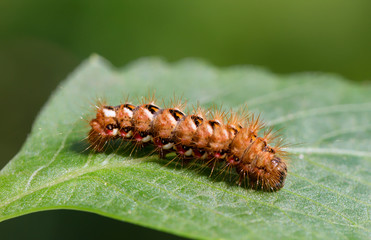 Гусеница  с рыжими щетинками и красными и белыми пятнышками.
