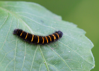 Полосатая черная гусеница