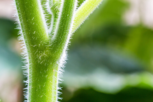 Close up green pumpkin stem