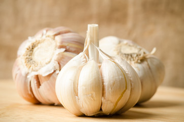 Garlic