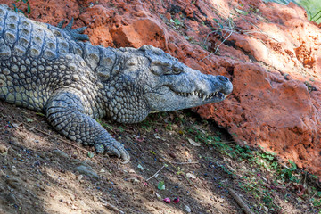 Crocodile
Crocodile du Nil, crocodile de Siam
