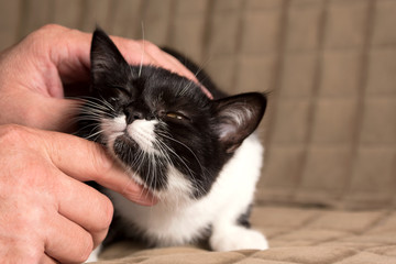 happy muzzle of a cat close up