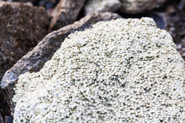 Rock texture in close up