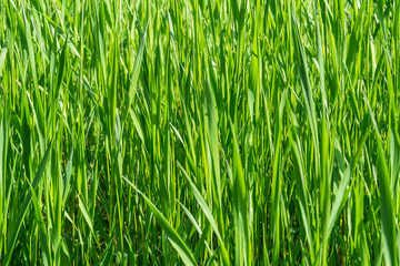 Fototapeta na wymiar Green grass close up