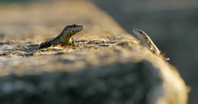 coppia di lucertole su muretto al tramonto 2
