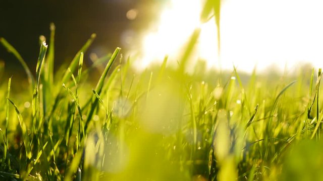 green grass field background. farming harvesting ecology scene. vibrant vivid