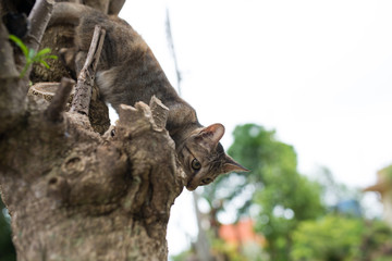 cat on a tree