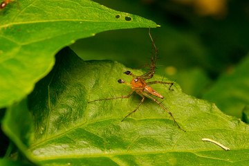 Lynx Spider on the leaf