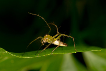 Lynx Spider on the leaf