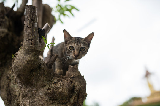 Small cat on a tree