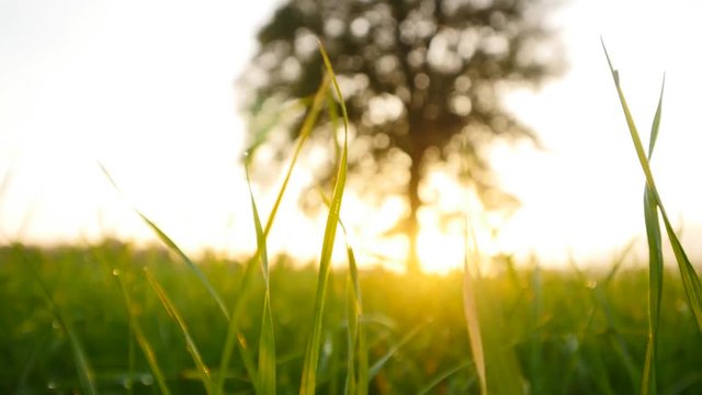 tree of life. green grass field background. sunset light. vivid colors