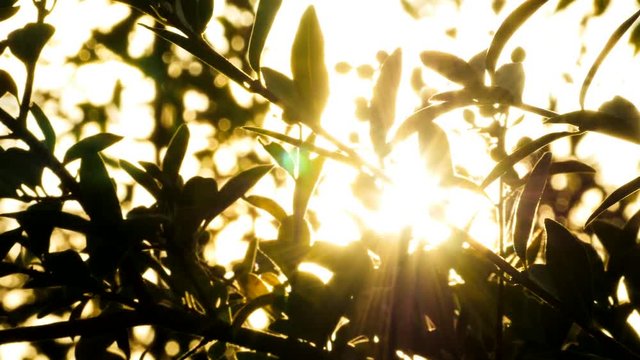 sun beams trough plants at sunset.