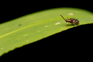 spiny beetle