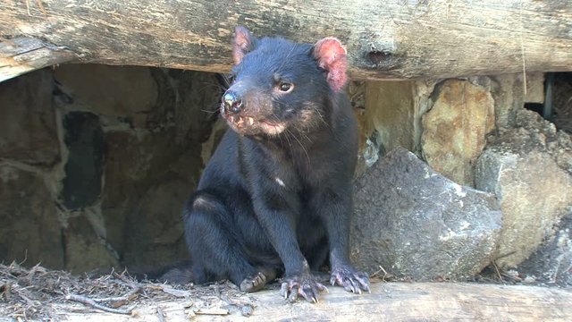 Tasmaniandevil057