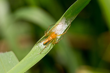 Lynx spider guarding its eggs