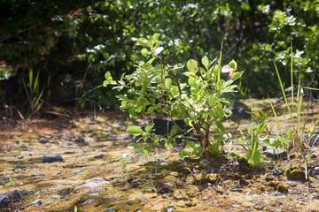 Republic of Karelia. Mountain park 