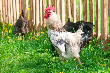 Hens and rooster