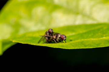 Mating of two Flies Macro Nature Backgrounds, and Insects Collec