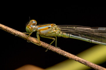 Dragonfly on the green plant