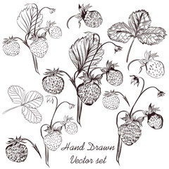Vector set of hand drawn strawberry plants for design
