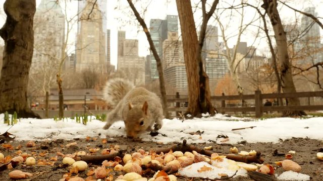 squirrel eating nuts in outdoor park