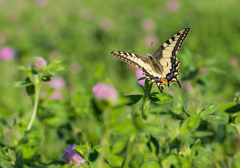 A butterfly sits on a clover blossom
