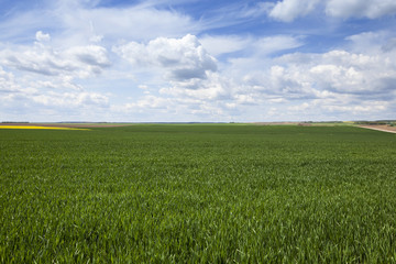 field in spring