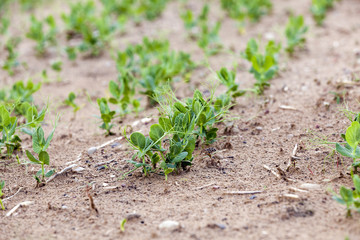 field with green peas