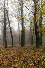 Autumn Park, overcast