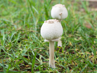 toadstools on  Forest lawn