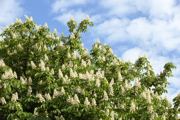 Fototapeta na wymiar blooming chestnut tree in the spring