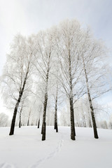 trees in winter
