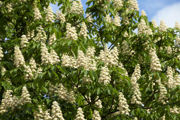 blooming chestnut tree in the spring