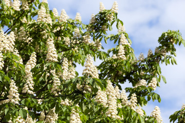 blooming chestnut tree in the spring