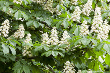 blooming chestnut tree in the spring