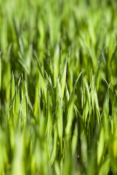 Field of wheat