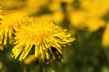 yellow dandelions , clodeup