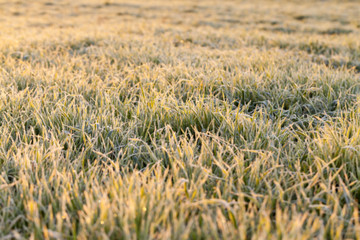 frost on the wheat