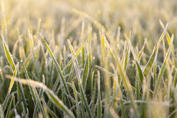 frost on the wheat