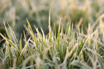 wheat during frost