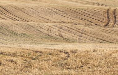 agricultural field, cereals