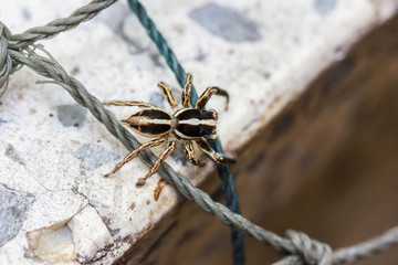 spider