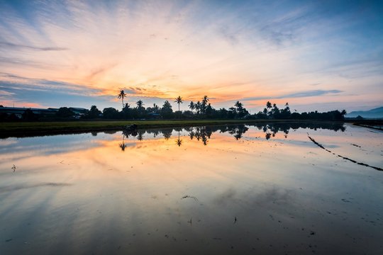 Reflection Sunrise in Paddy Field in Bukit Mertajam Penang, Malaysia