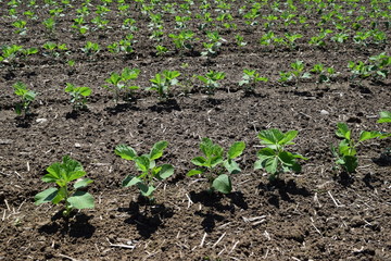 栽培直後の大豆畑