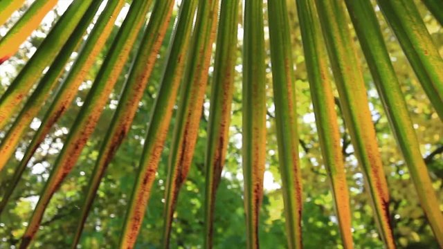 Movimiento entre Hojas de Palmera / Falso Palmito ) oto&ntilde;al en abanico,  a contraluz de los rayos del sol  
